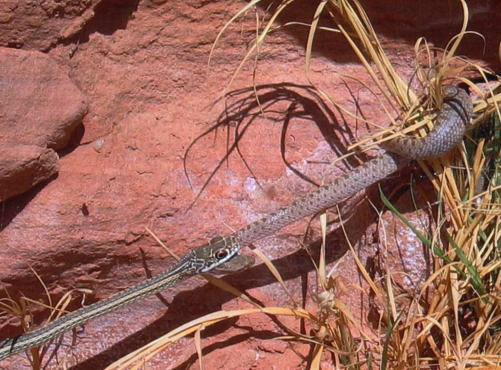 Davvero HARD con ingoio finale - V.M. 18 anni