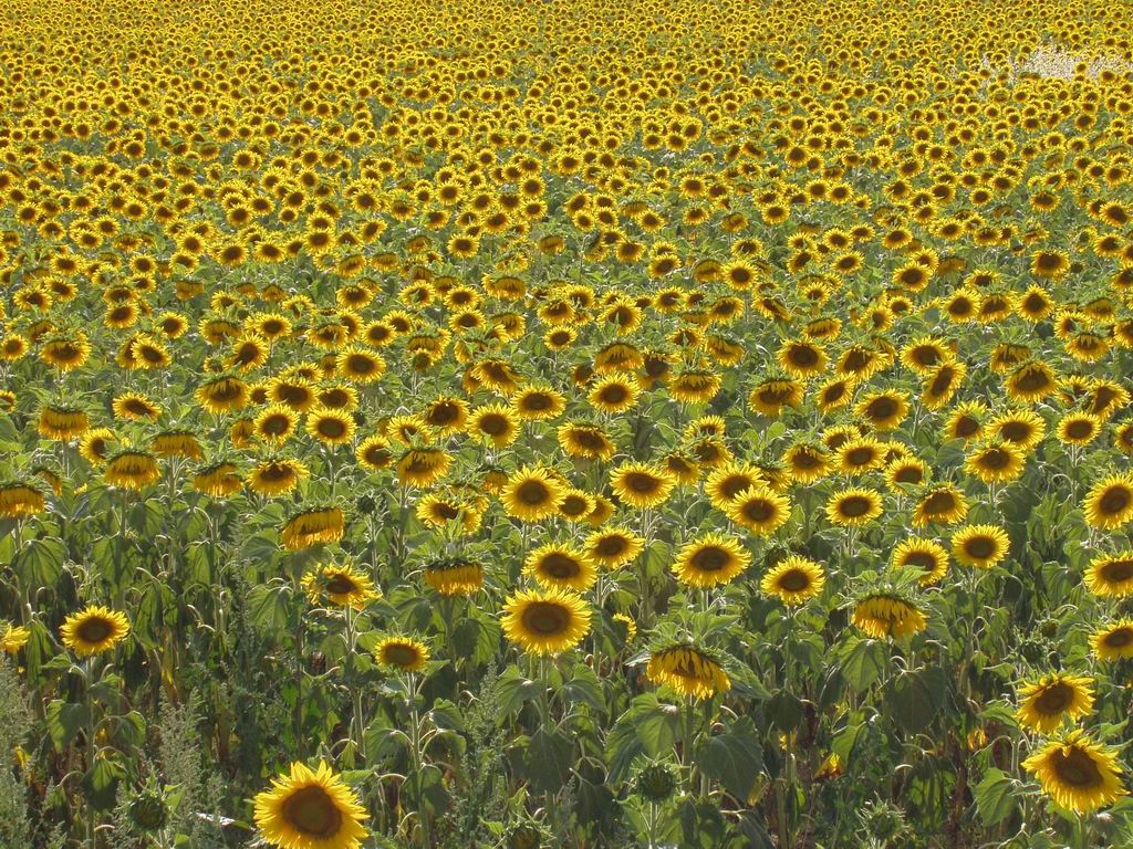 Campo di Girasoli
