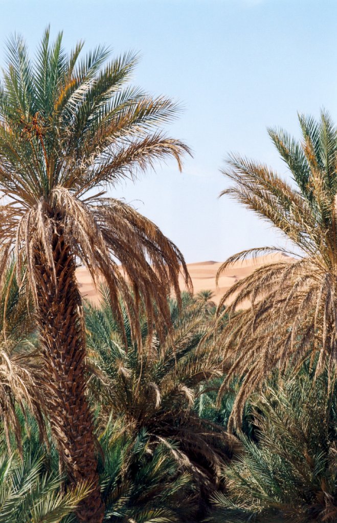 Libia - Palme nel deserto