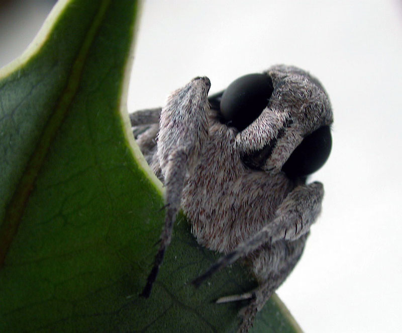 non la solita farfalla......