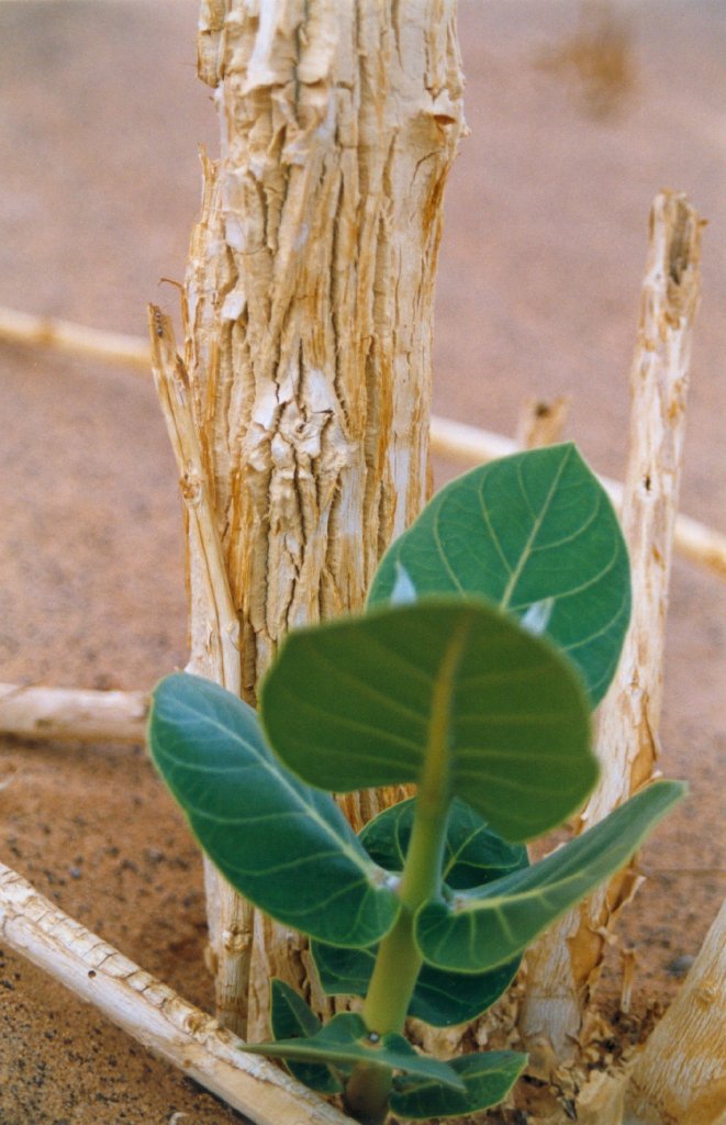 Libia - Vegetazione nel deserto