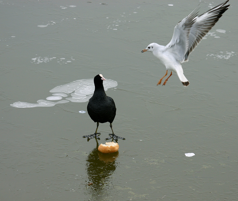 FOTO-FUMETTO COLAZIONE SUL GHIACCIO- FOTO 3