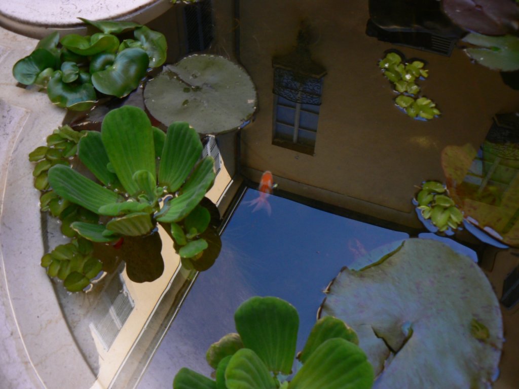 Un pesce fuor d'acqua