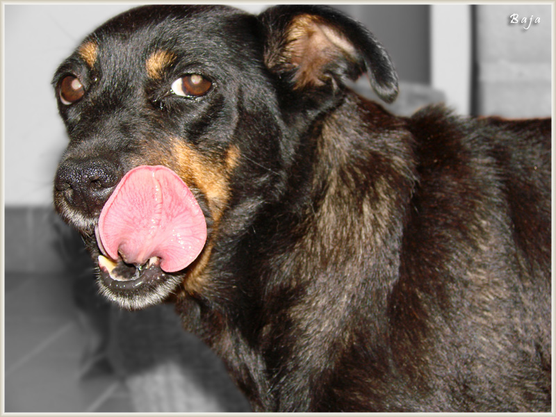 Da leccarsi i baffi....