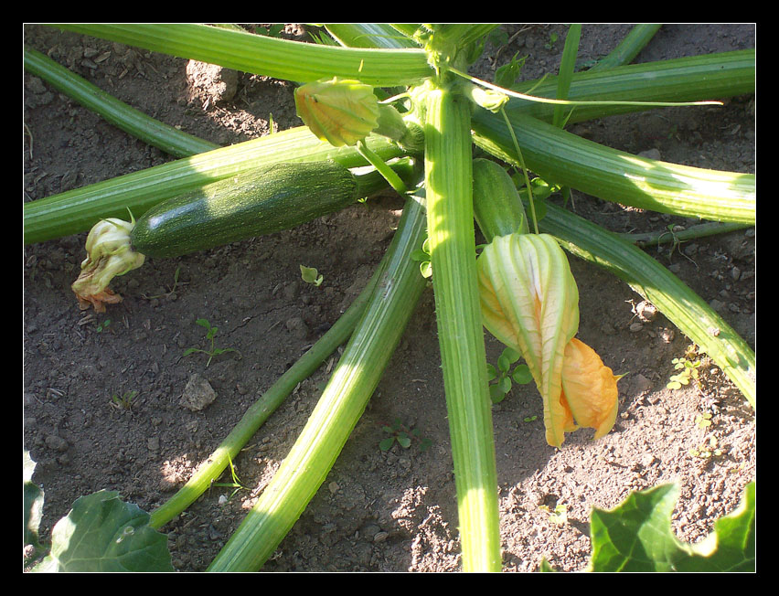 baby zucchini