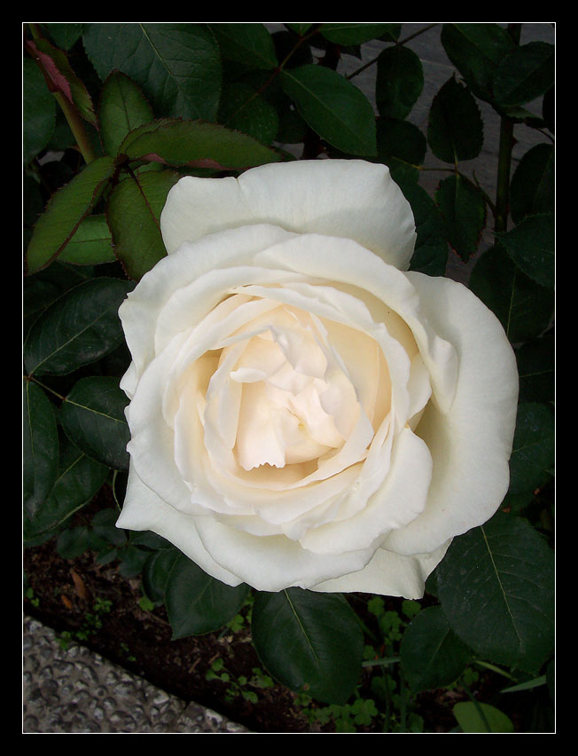 white rose