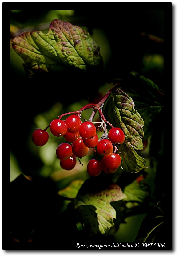 Rosse, emergono dall'ombra...