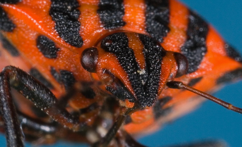 Cimice in primo piano.