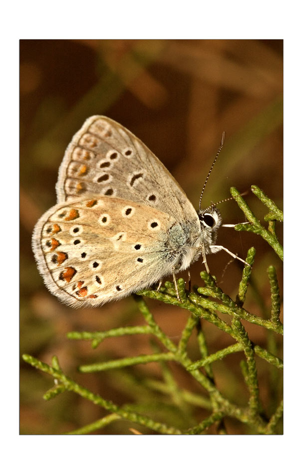 Lycaenidae