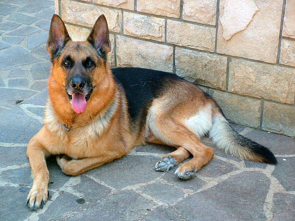 Dago il mio preferito