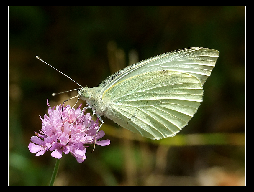 pieris