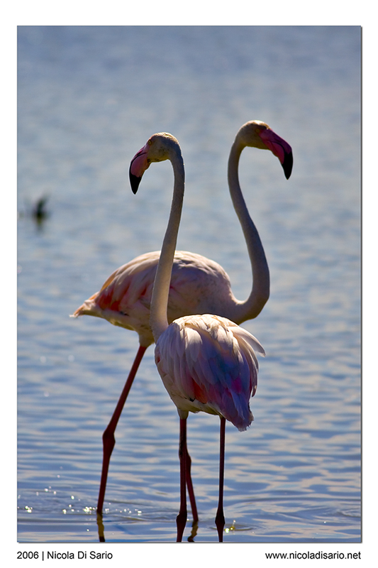 Fenicotteri controluce