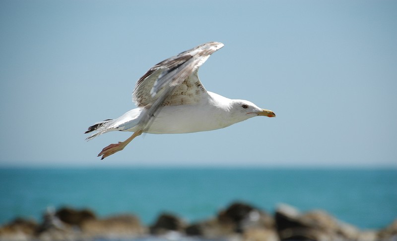 Il Volo Del Gabbiano