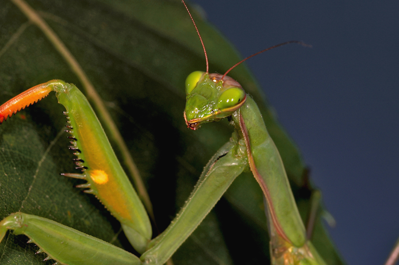 mantide religiosa curiosa