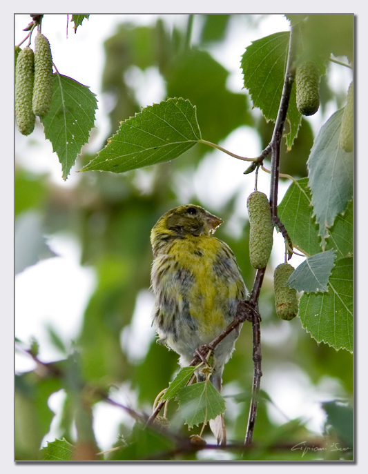 Verzellino in pastura.