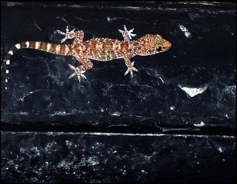 Hemidactylus Turcicos