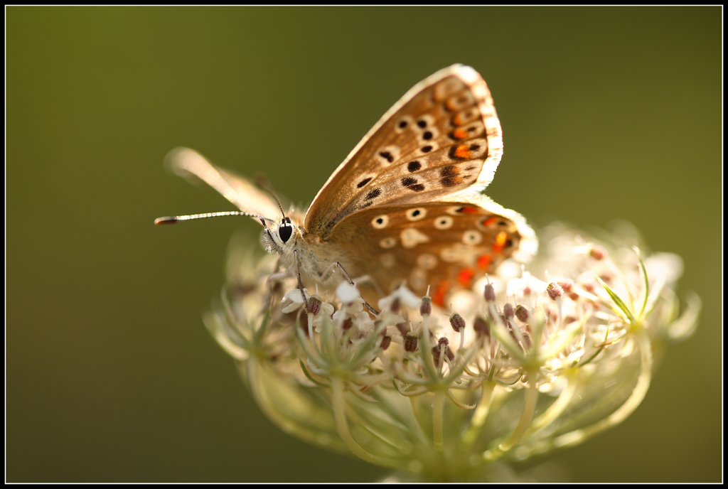 farfalla in controluce