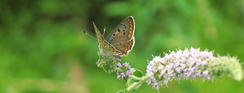 eh....adesso spicco il volo