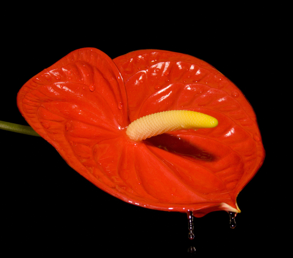 filtro d'amore (contest)