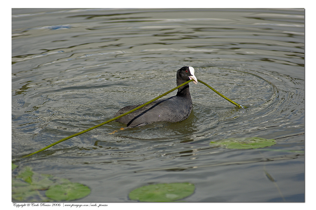Folaga che costruisce il nido