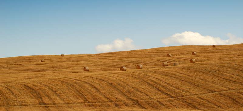 Campo di balle di fieno!
