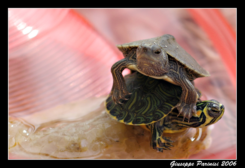 Tartarughine!