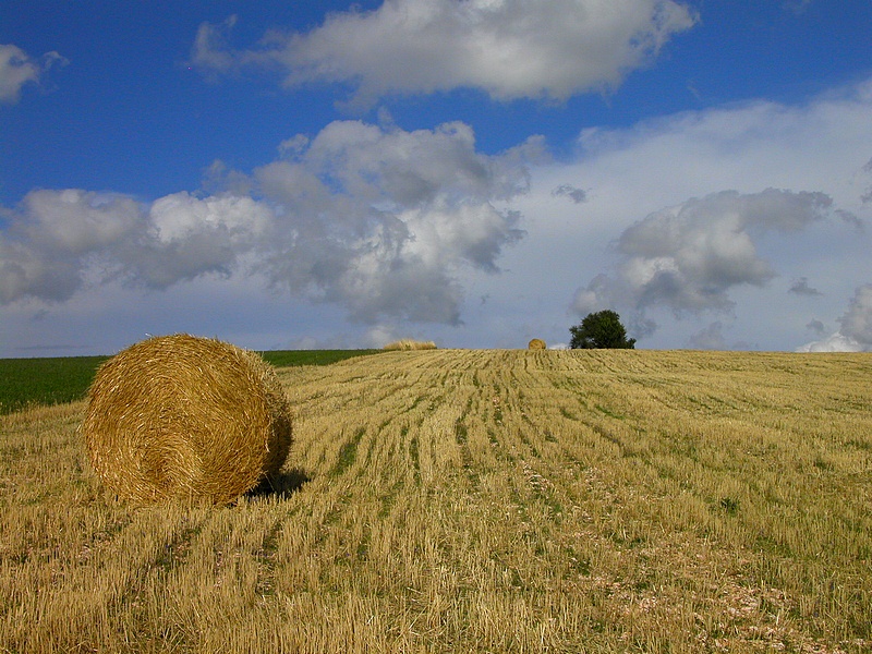 Solita foto alle balle di fieno!