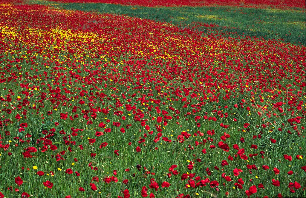 Papaveri 2