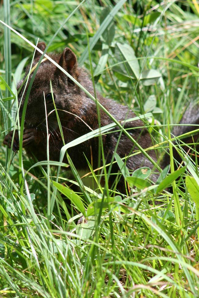 Ciao sono Ciop... avete visto Cip? :)