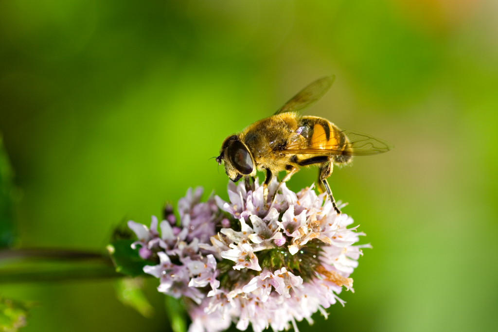 un lavoro quotidiano - ape si ciba