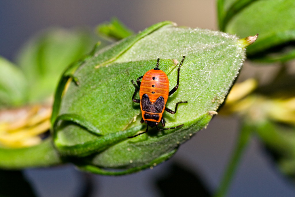 milanista in attesa che decolli il calcio mercato
