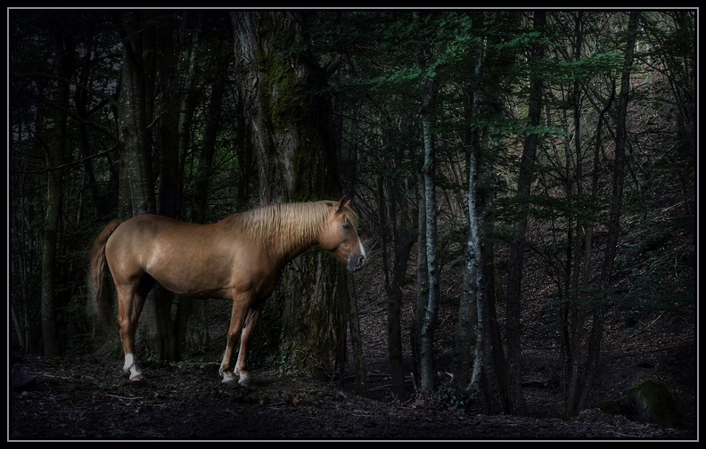 Nel bosco dei monti Sibillini