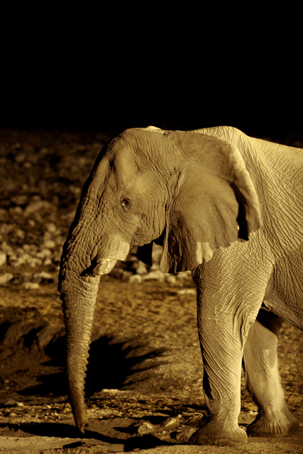 Elefante in notturna