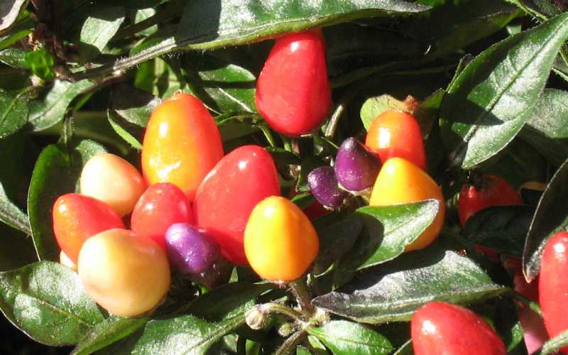 Peperoncini multicolore