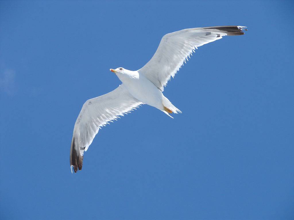gabbiano alla maddalena (close)