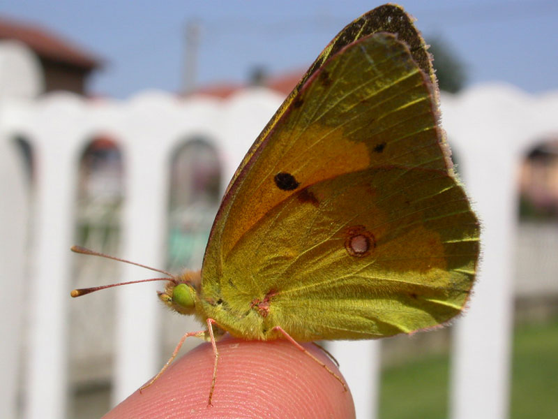 che fortuna....e non ho saputo approfittarne