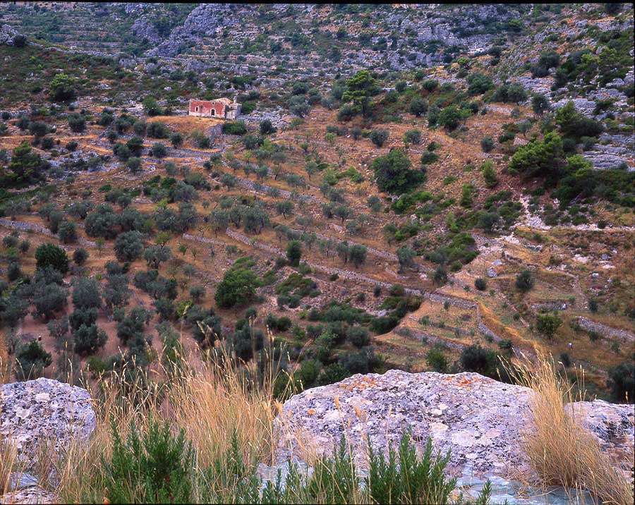 Ulivi da Monte s.Angelo