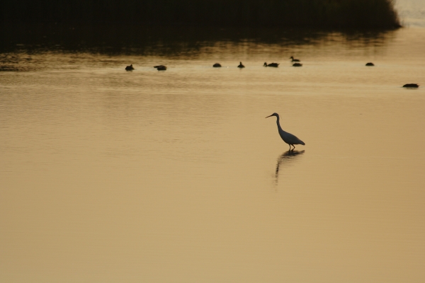 Egretta_garzetta_2394