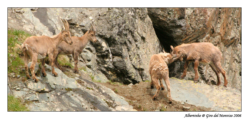 Due litiganti e due spettatori