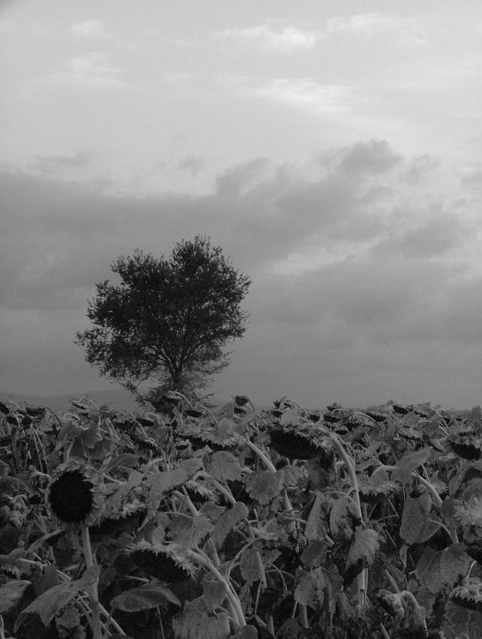 l'estate sta finendo....