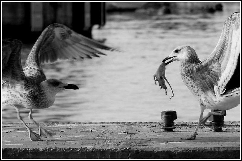 Lotta per la sopravvivenza