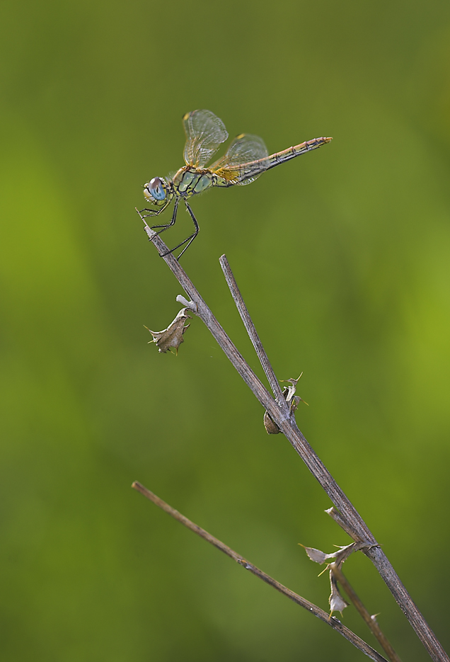 libellula in verticale