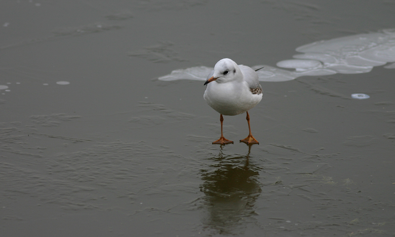 FOTO-FUMETTO COLAZIONE SUL GHIACCIO- FOTO 9