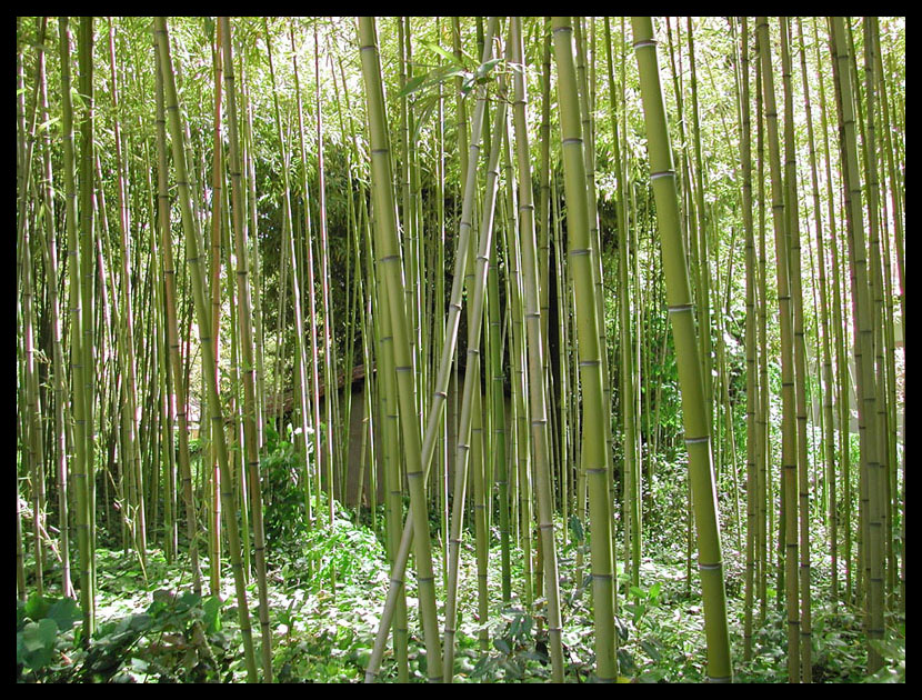 La Foresta dei Pugnali Volanti