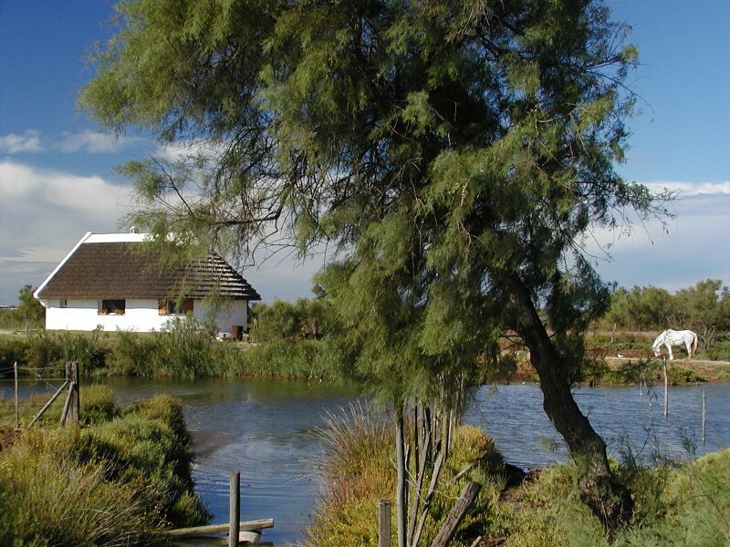 Camargue