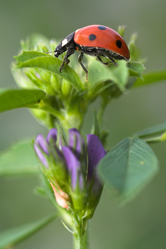 tre puntini sulla cima
