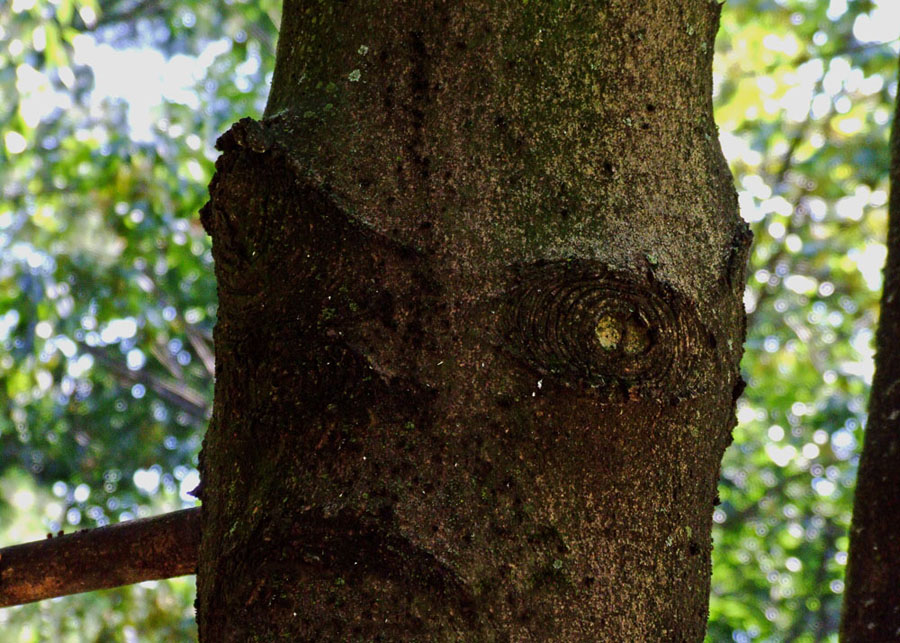 Nei boschi degli elfi