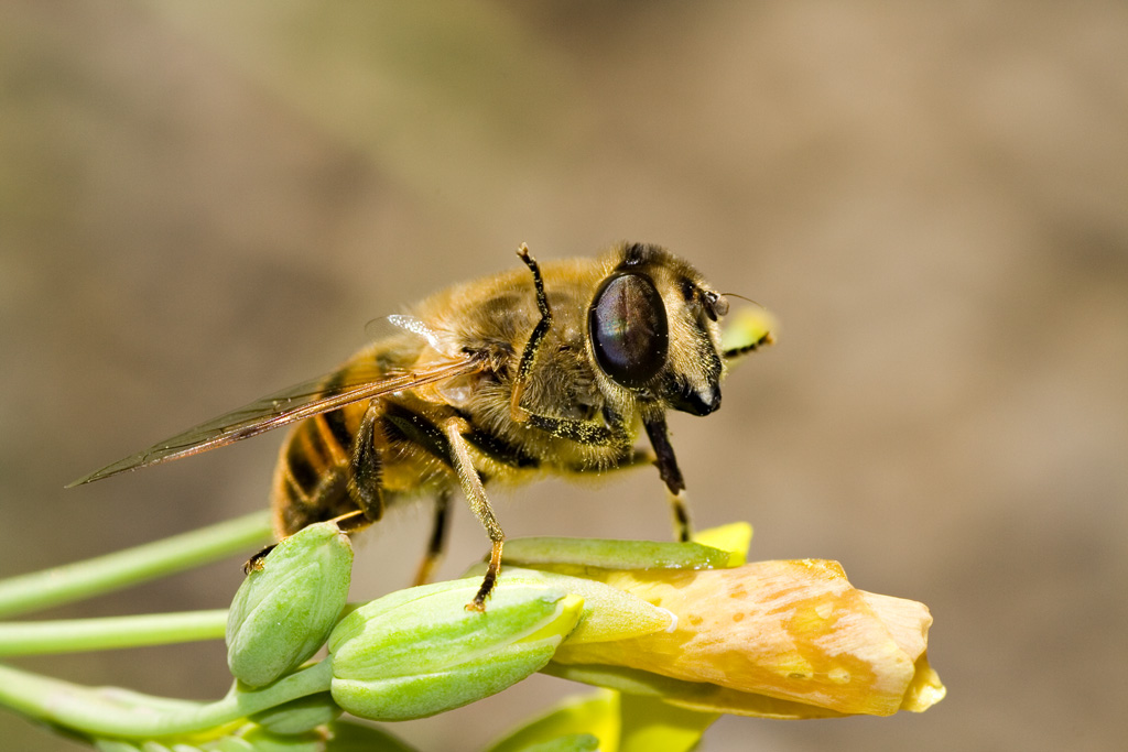 ape che saluta nel pieno delle proprie facolt� mentali