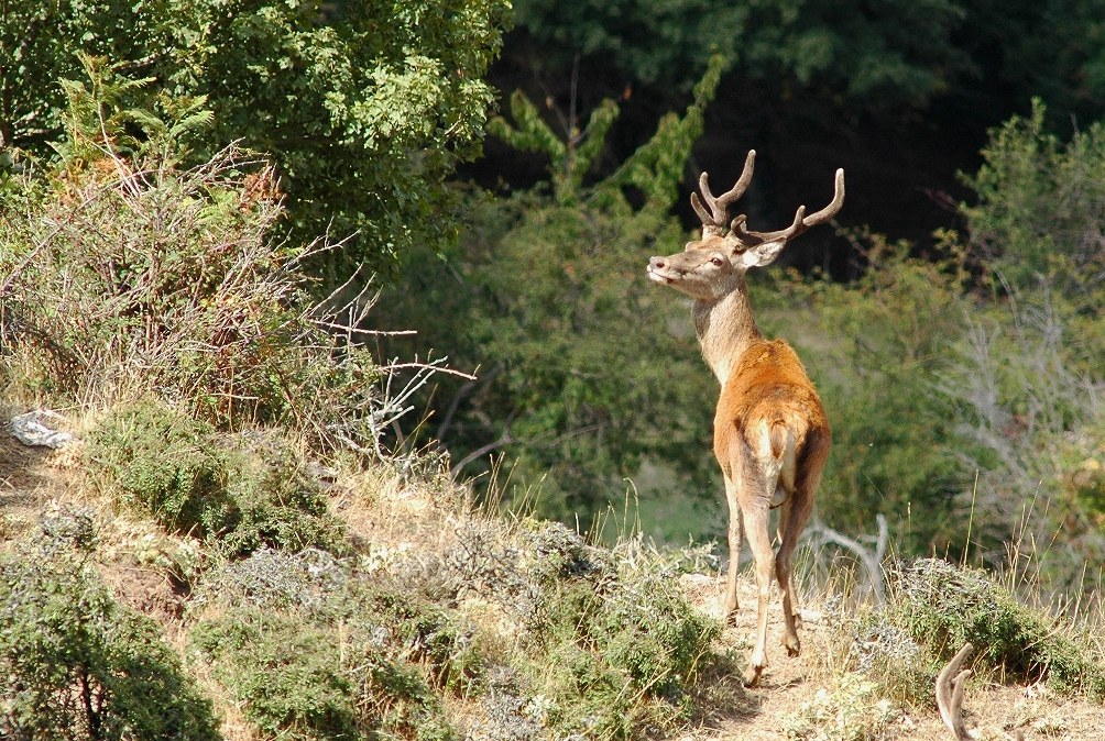il signore dei boschi