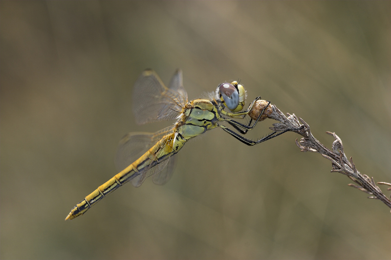 la mia prima Libellula